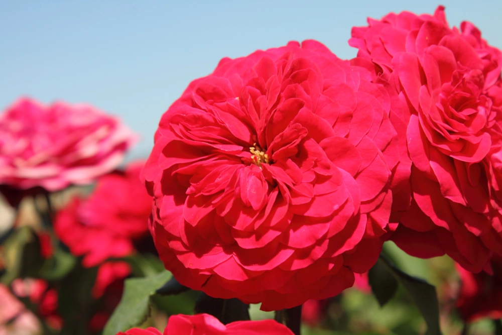 Beetrose 'Rouge Meilove®', 30 bis 60 cm Höhe, blutrot Cover